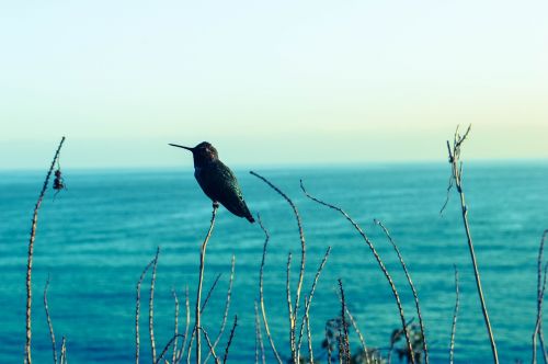 hummingbird seaview blues