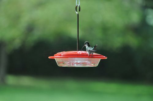 hummingbird bird outside