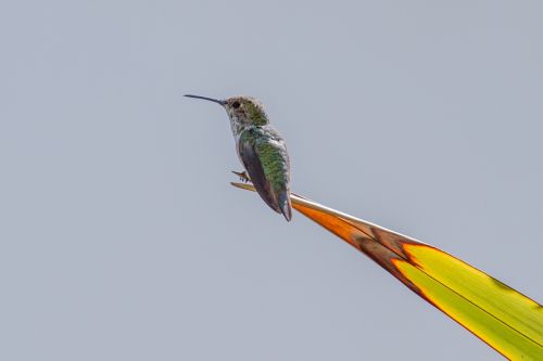 hummingbird birds swifts