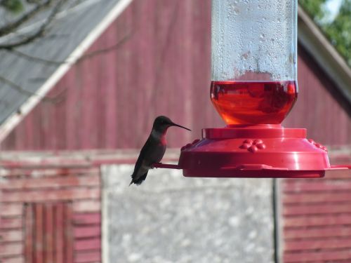 hummingbird bird feeder bird