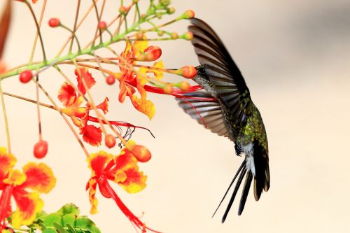 hummingbird cuba wildlife