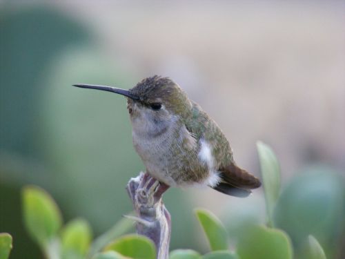 hummingbird baja california dinky
