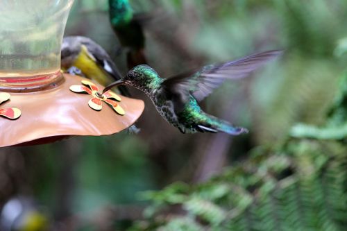 hummingbird birds nature
