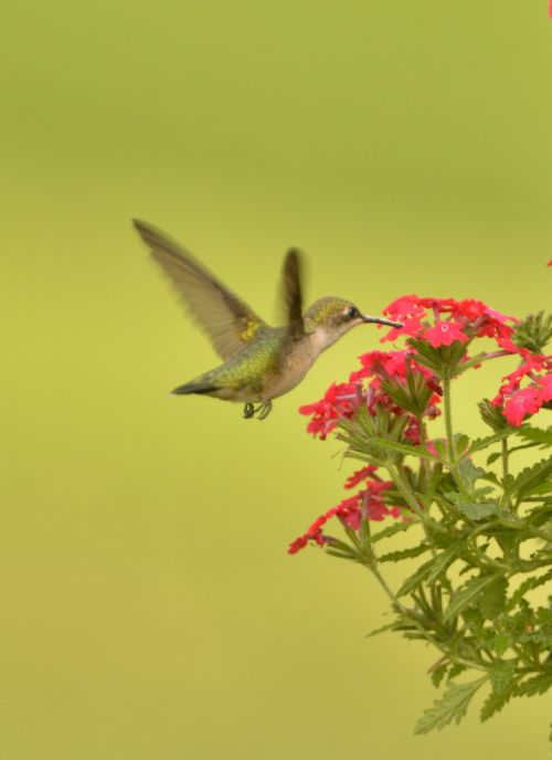 hummingbird bird fly flower