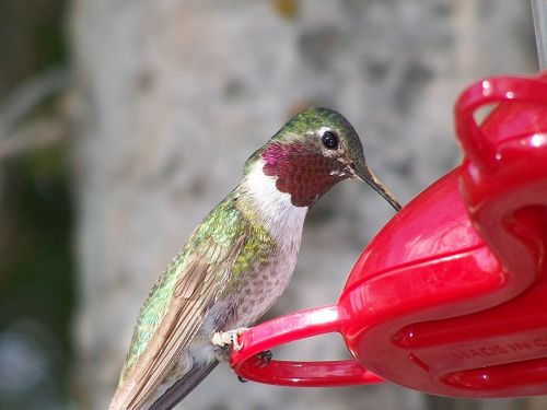 hummingbird feeding beak