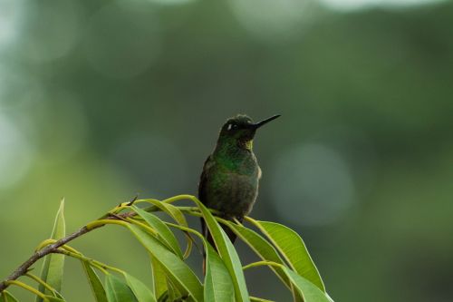 hummingbird bird hummingbirds