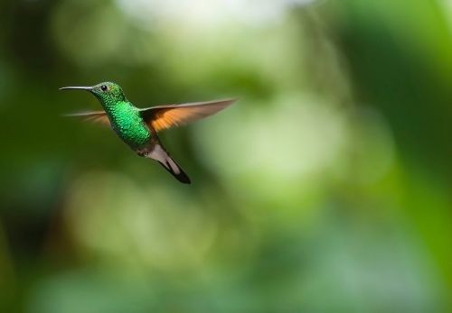 hummingbird bird trochilidae