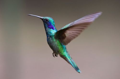 hummingbird bird trochilidae
