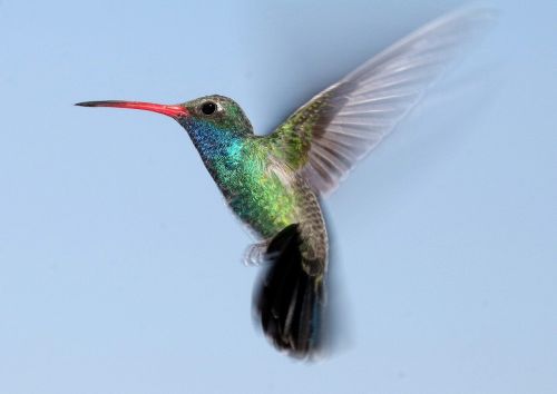 hummingbird flying portrait