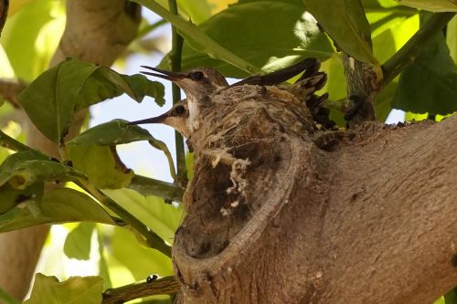 hummingbird baby birds lemon tree