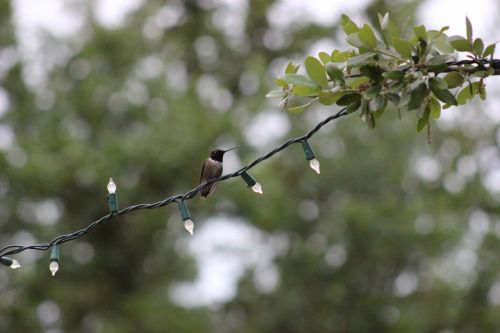 hummingbird bird wildlife