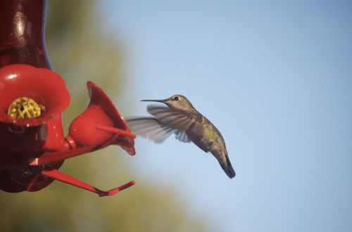 hummingbird nature nectar
