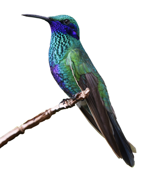 hummingbird bird nature
