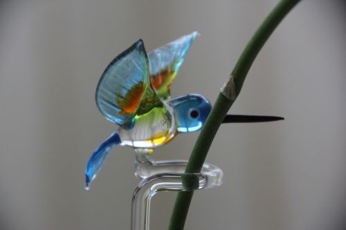 hummingbird orchid plant