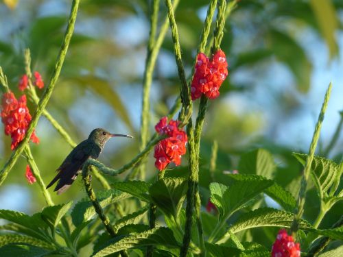 hummingbird bird flowers