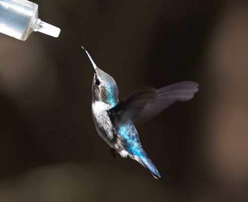 hummingbird cuba blue