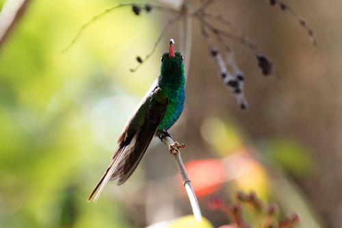 hummingbird cuba green