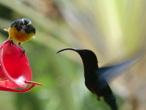 hummingbird bird bird fly
