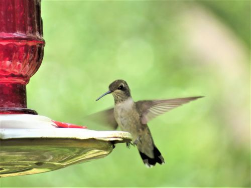 hummingbird close up in flight