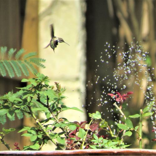 hummingbird fountain in flight