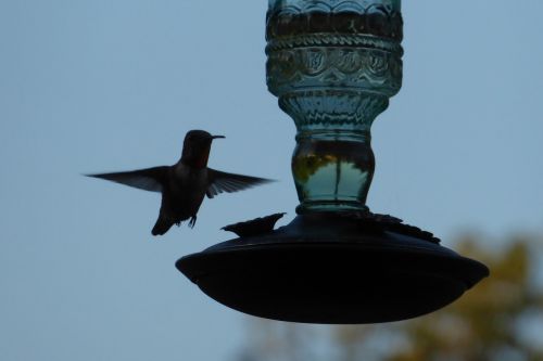 hummingbird in flight feeder
