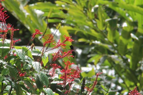 hummingbird barbados nature