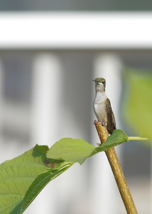 hummingbird plant sitting