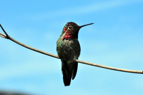 hummingbird bird bl