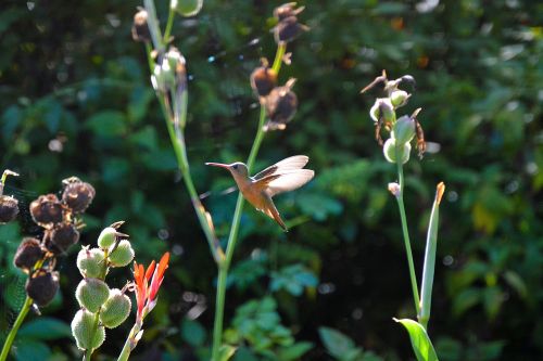 hummingbird honduras birds