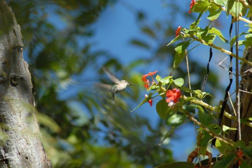 hummingbird flower landscape
