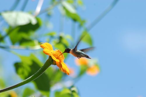 hummingbird flower alcahuale flying