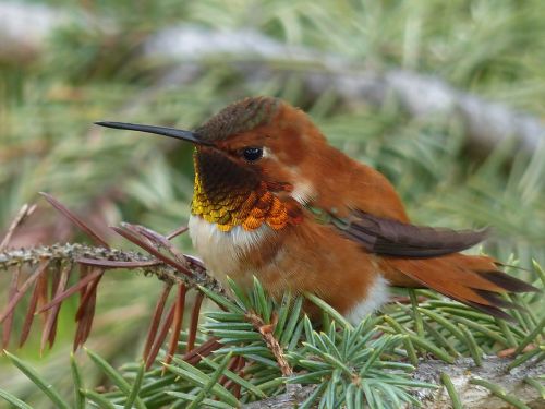 hummingbird bird feathered