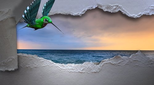 hummingbird  sea  breakthrough