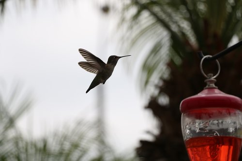 hummingbird  nectar  nature