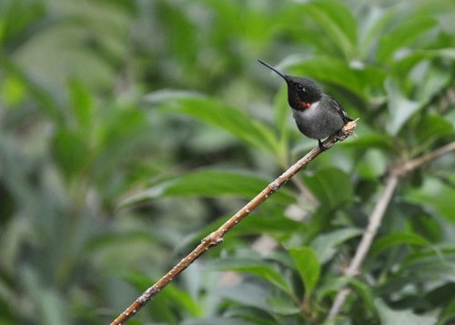 hummingbird  nature  wildlife