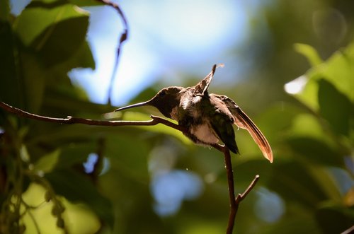 hummingbird  tree  sunlight