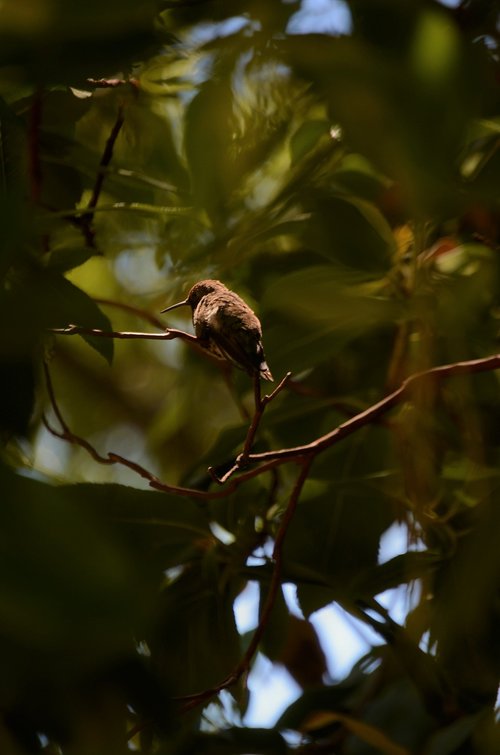 hummingbird  tree  leaves