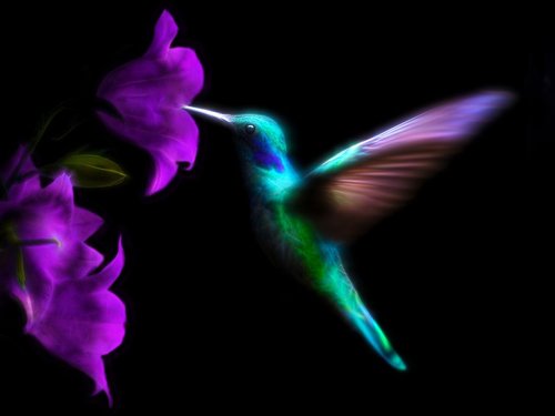 hummingbird  bird  colorful