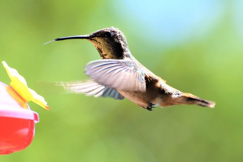 hummingbird  feeding  garden