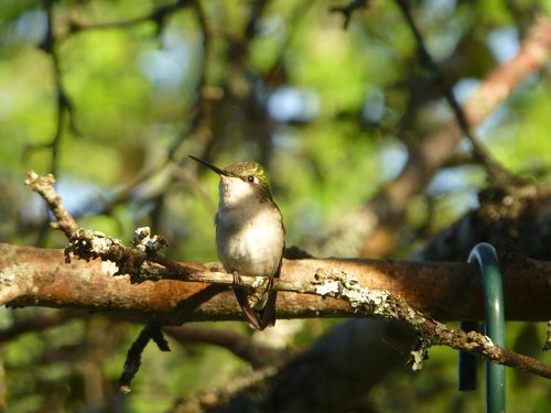 hummingbird  bird  nature