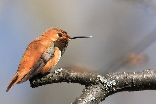 hummingbird  perched  bird