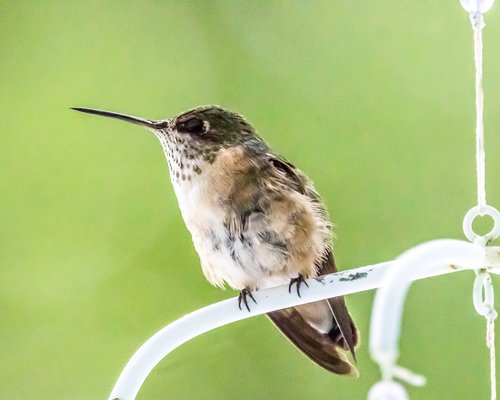 hummingbird  perched  bird