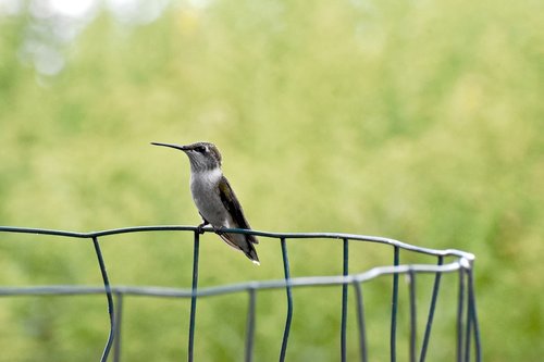 hummingbird  fence  small
