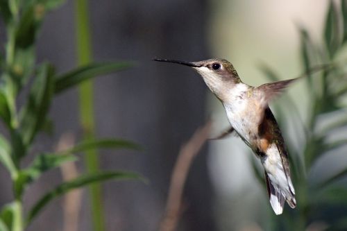 hummingbird bird flight