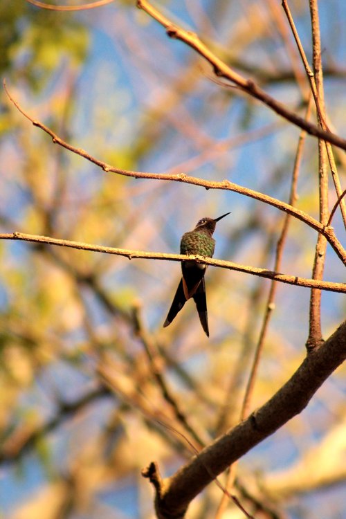 hummingbird  bird  nature