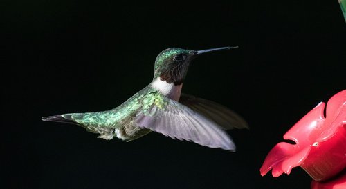 hummingbird  ruby throated  flying