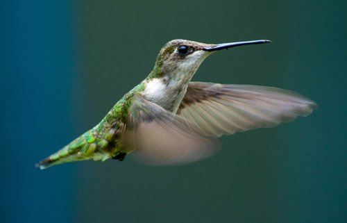 hummingbird  flying  flight