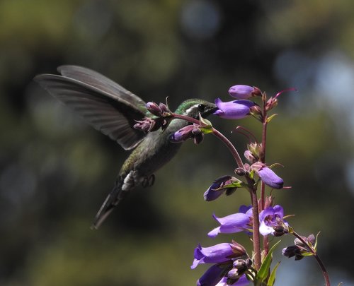 hummingbird  ave  spring