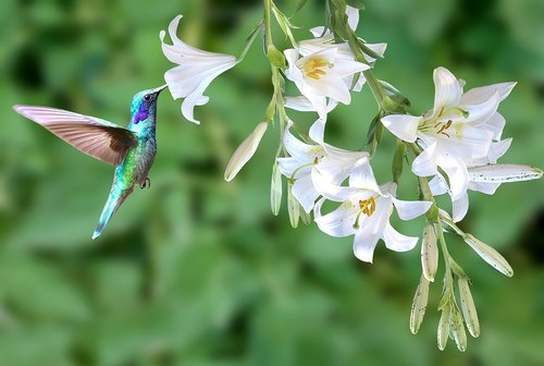 hummingbird  bird  spring