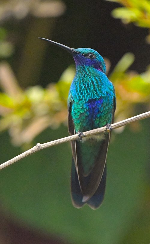 hummingbird  blue  green